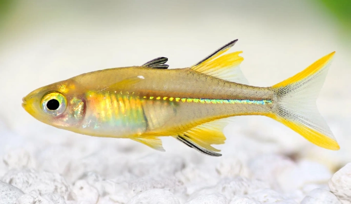 Regenbogenfische